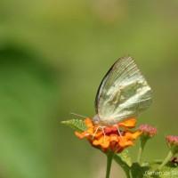 Catopsilia pyranthe Linnaeus, 1758